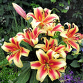 Flavia OT Hybrid Tree Lily Bulbs 14/16 - Pack of 5 | Spring 2027 Pre-order