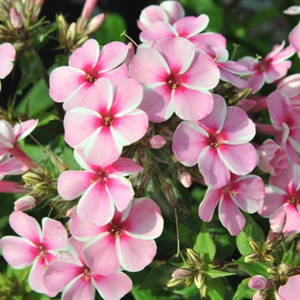 Aedfloks 'Early Pink Candy' – kompaktne varaõitsev aedfloks (ettemüük)