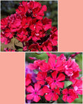 Phlox 'Starfire' – Vibrant Red Fragrant Garden Phlox (C1)