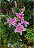 Frontera Pink OT Hybrid Lily Bulbs 14/16 - Pack of 5 | Spring 2027 Pre-order