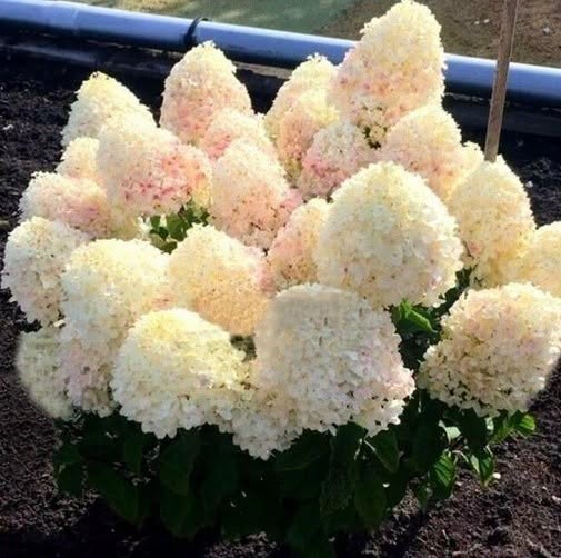 Hydrangea 'Diamantino' - Compact Garden Hydrangea (Pre-order)