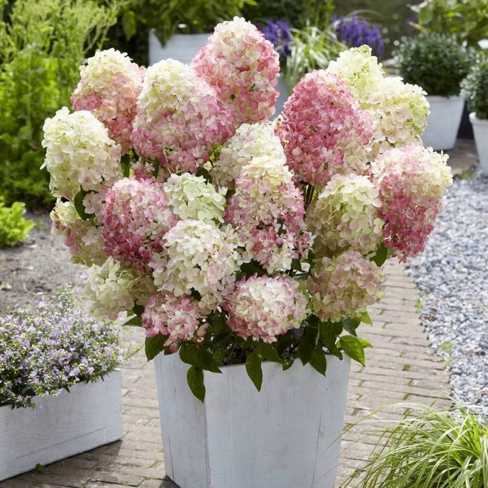 Hydrangea 'Diamantino' - Compact Garden Hydrangea (Pre-order)