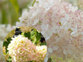 Hydrangea 'Diamantino' - Compact Garden Hydrangea (Pre-order)