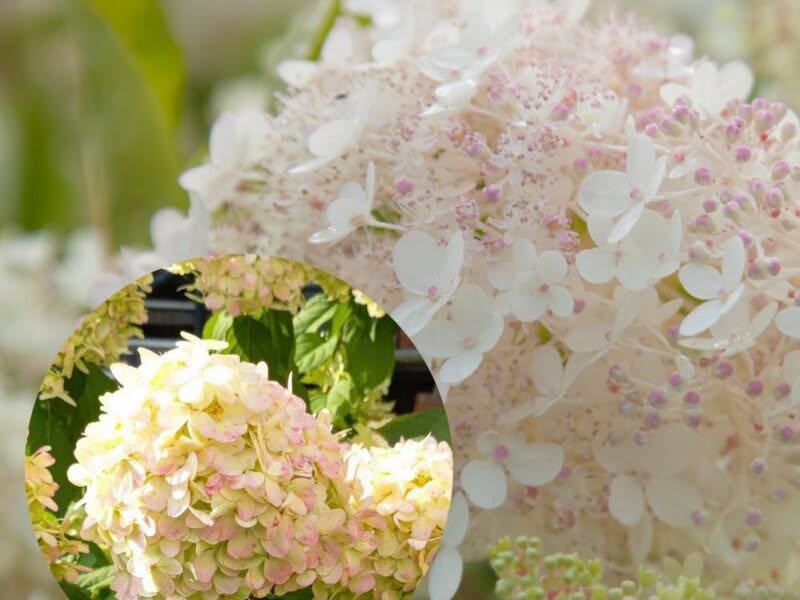 Hydrangea 'Diamantino' - Compact Garden Hydrangea (Pre-order)