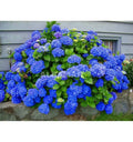 Hydrangea 'Jip Blue' – Compact Blue Mophead Hydrangea (Pre-order)