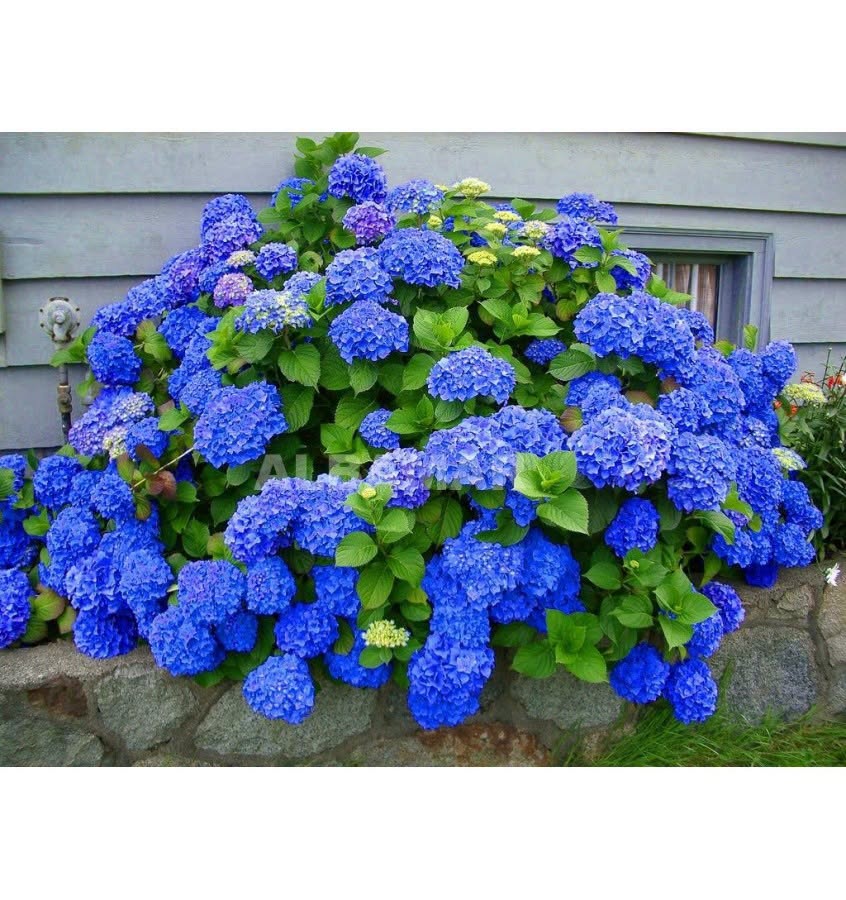 Hydrangea 'Jip Blue' – Compact Blue Mophead Hydrangea (Pre-order)