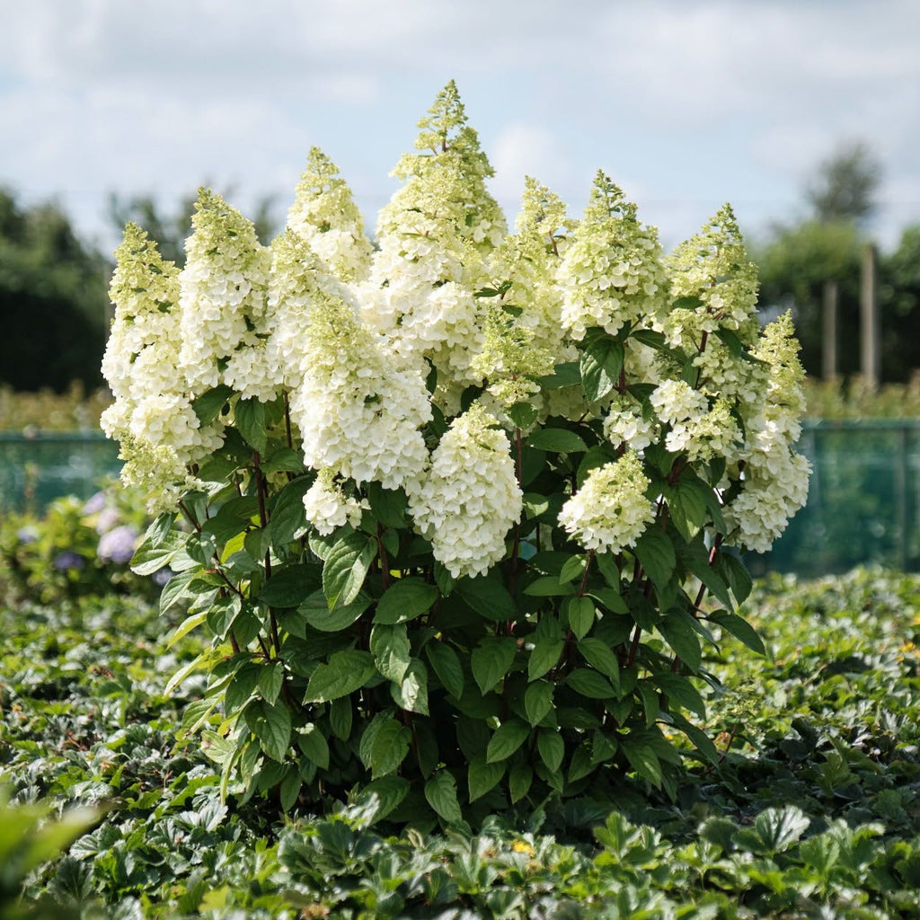 Hydrangea 'Magical Kilimanjaro' - Panicle Hydrangea with Giant White Flower Heads (Pre-order)