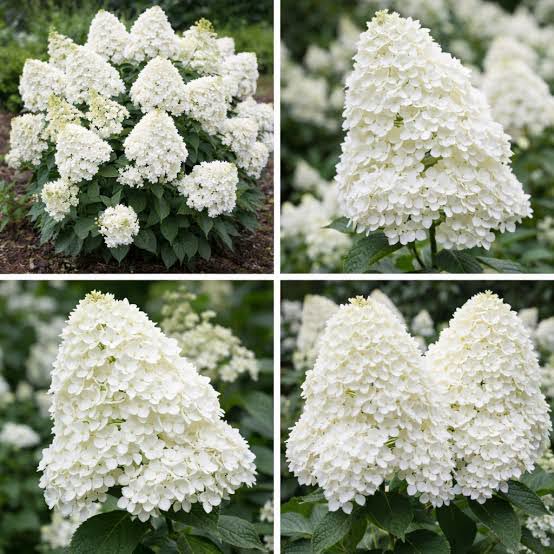 Hydrangea 'Magical Kilimanjaro' - Panicle Hydrangea with Giant White Flower Heads (Pre-order)