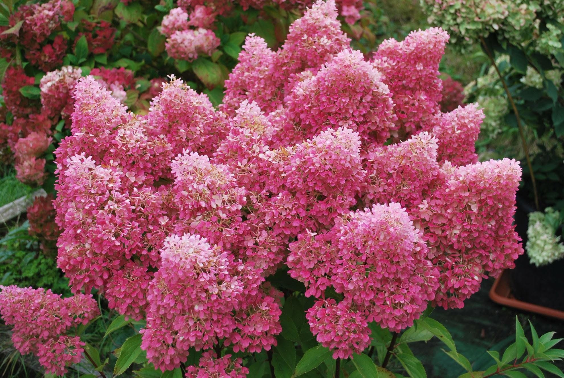 Hydrangea 'Petite Flori' - Compact Early-Flowering Hydrangea (Pre-order)