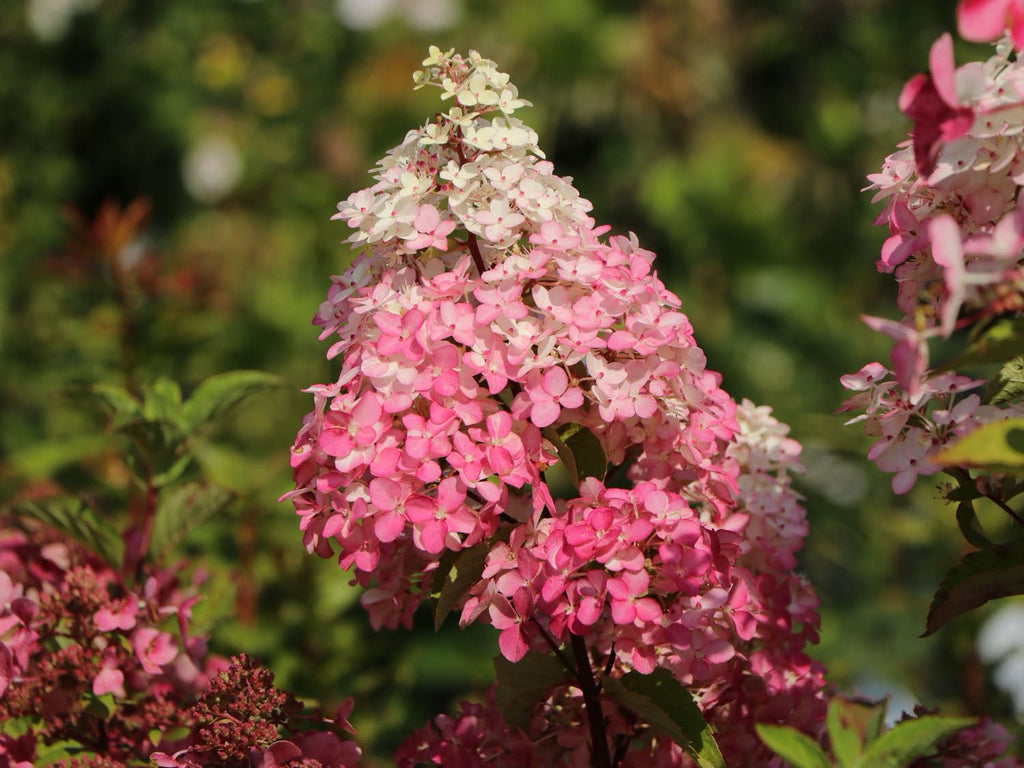 Hydrangea 'Petite Flori' - Compact Early-Flowering Hydrangea (Pre-order)