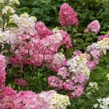 Hydrangea 'Petite Flori' - Compact Early-Flowering Hydrangea (Pre-order)