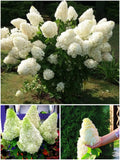 Hortensia 'Polar Bear' – Aedhortensia (Eeltellimine)