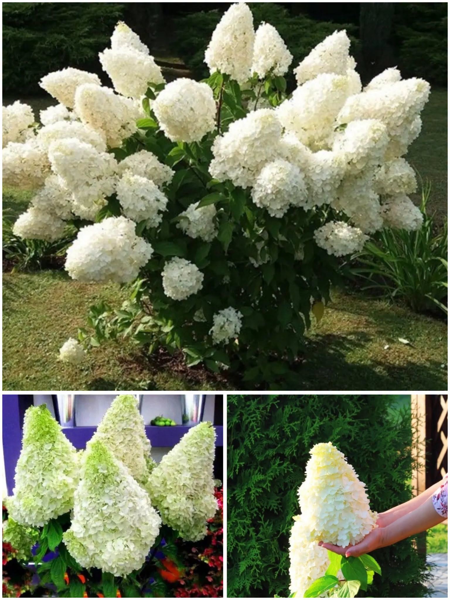 Hortensia 'Polar Bear' – Aedhortensia (Eeltellimine)