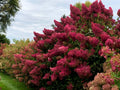 Hydrangea 'Wim's Red' - Fragrant Colour-Changing Garden Hydrangea (Pre-order)
