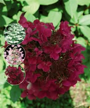 Hydrangea 'Wim's Red' - Fragrant Colour-Changing Garden Hydrangea (Pre-order)