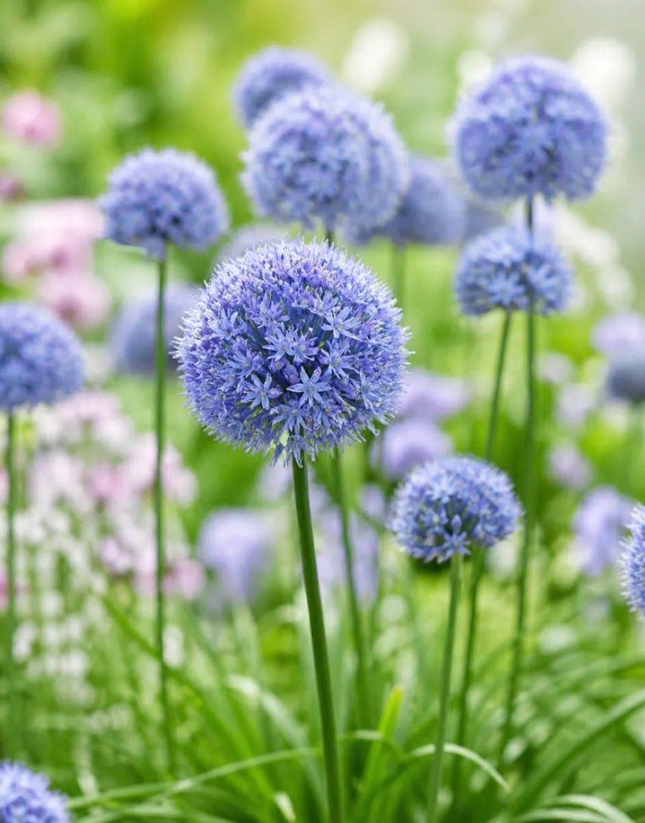 Ilulauk Caeruleum – 20 sibulat pakis