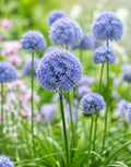 Ilulauk Caeruleum – 20 sibulat pakis