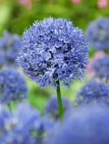 Ilulauk Caeruleum – 20 sibulat pakis