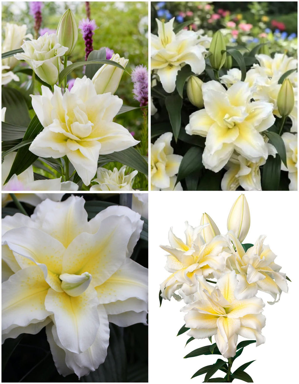 Roselily Irvana Pollen-Free Lily Bulbs 15/17 - Pack of 5 | Spring 2027 Pre-order