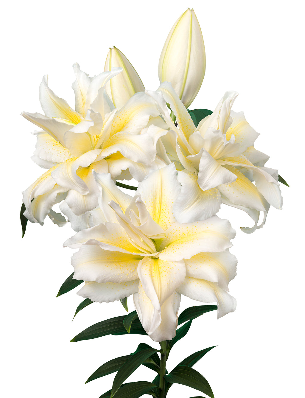 Roselily Irvana Pollen-Free Lily Bulbs 15/17 - Pack of 5 | Spring 2027 Pre-order