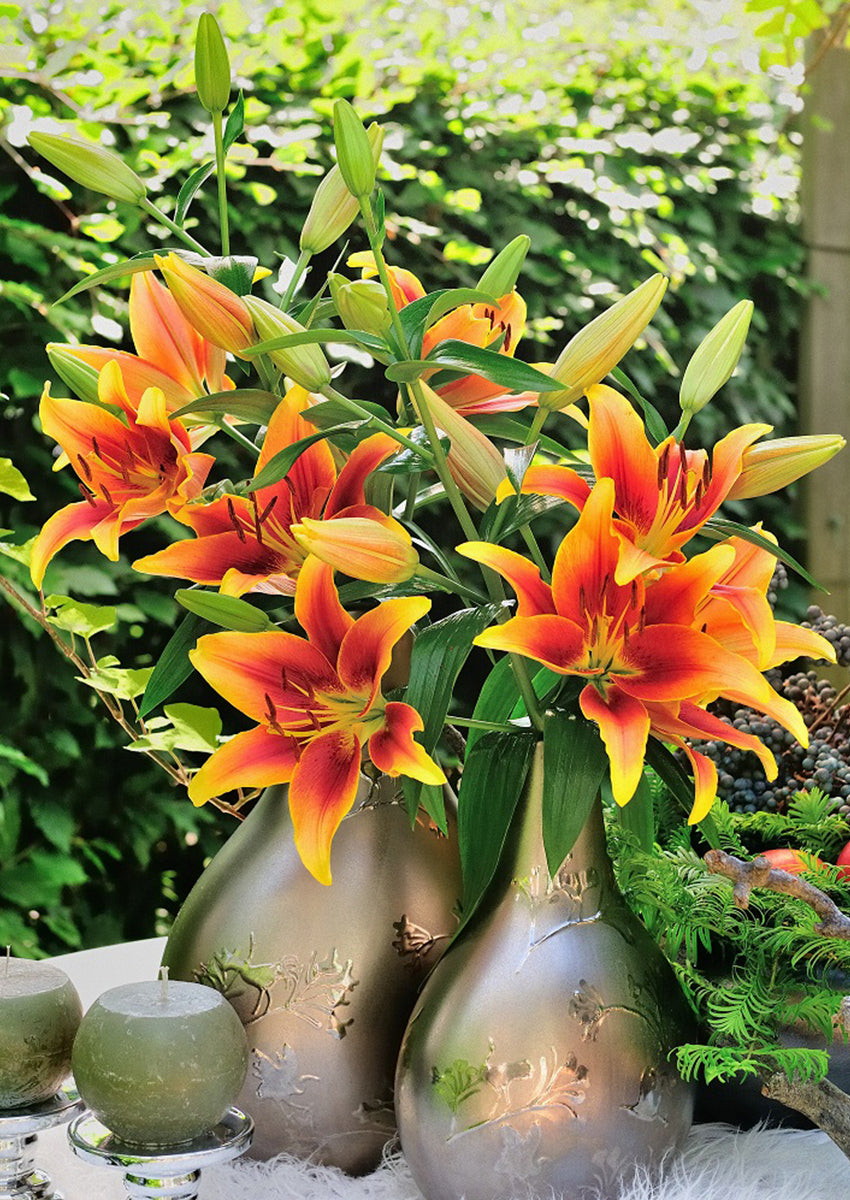 Kaveri Orange and Red Lily Bulbs 14/16 - Pack of 5 | Spring 2027 Pre-order