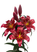 Lasting Love Red OT Hybrid Lily Bulbs 16/18 - Pack of 5 | Spring 2027 Pre-order