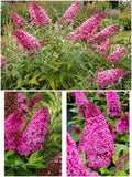 Liblikpõõsas „Butterfly Candy Little Cherise“ – ettetellimine (tarne alates augusti keskpaigast)