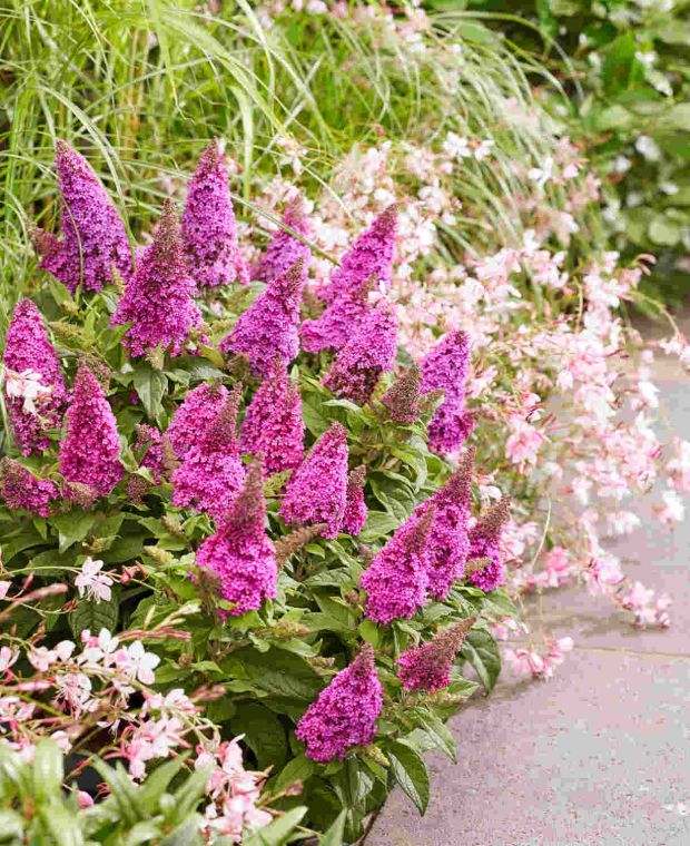 Liblikpõõsas „Butterfly Candy Little Cherise“ – ettetellimine (tarne alates augusti keskpaigast)