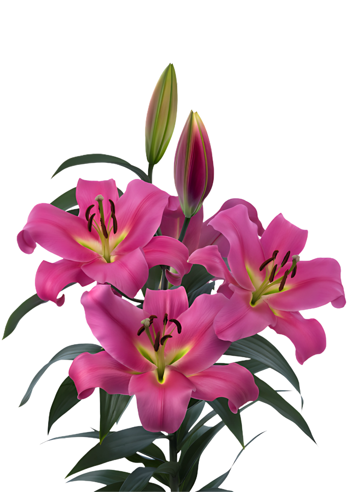 Megnum Deep Pink OT Hybrid Lily Bulbs 16/18 - Pack of 5 | Spring 2027 Pre-order