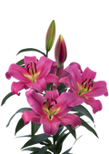 Megnum Deep Pink OT Hybrid Lily Bulbs 16/18 - Pack of 5 | Spring 2027 Pre-order