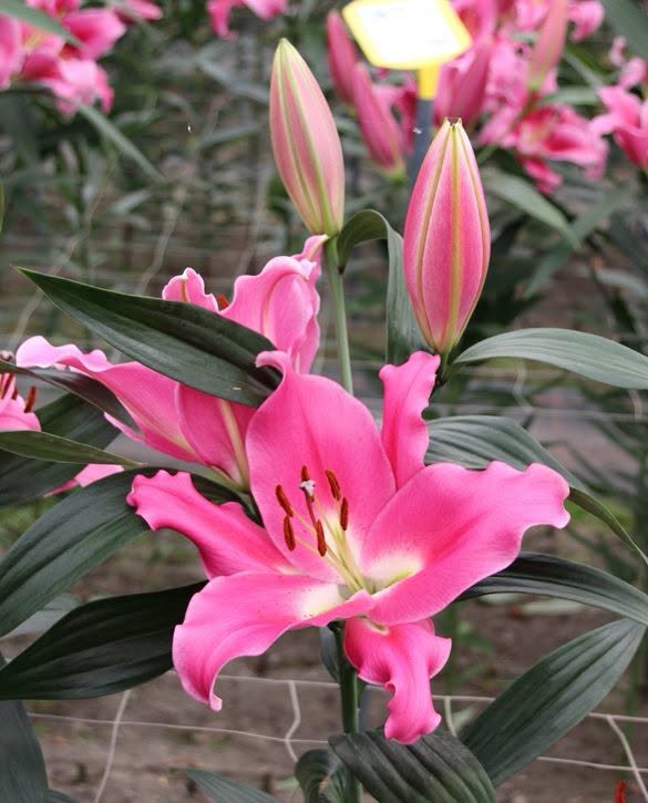 Megnum Deep Pink OT-hübriidliilia sibulad 16/18 – 5 tk pakis | Kevad 2027 ettetellimine