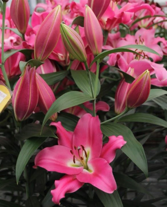 Megnum Deep Pink OT-hübriidliilia sibulad 16/18 – 5 tk pakis | Kevad 2027 ettetellimine