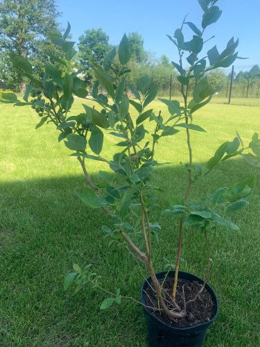 Blueberry 'Chandler' - American Highbush Blueberry