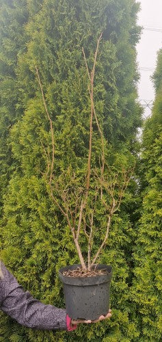 Blueberry 'Chandler' - American Highbush Blueberry