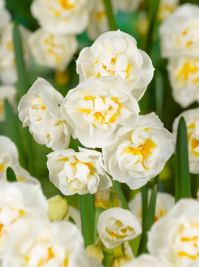 Nartsiss Bridal Crown