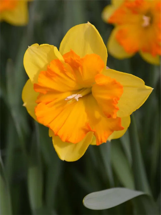 Nartsiss 'Congress' – 10 sibulat (eeltellimus)