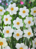 Nartsiss Actaea Poeticus – 20 sibula pakend