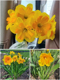 Nartsiss 'Congress' – 10 sibulat (eeltellimus)