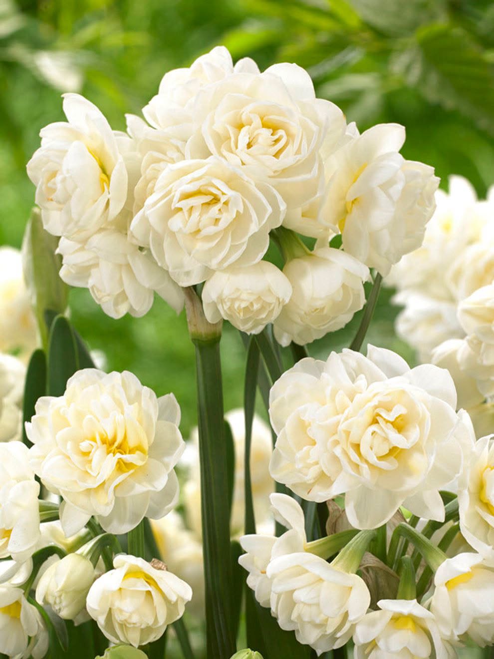 Nartsiss 'Erlicheer' – 10 sibulat pakis