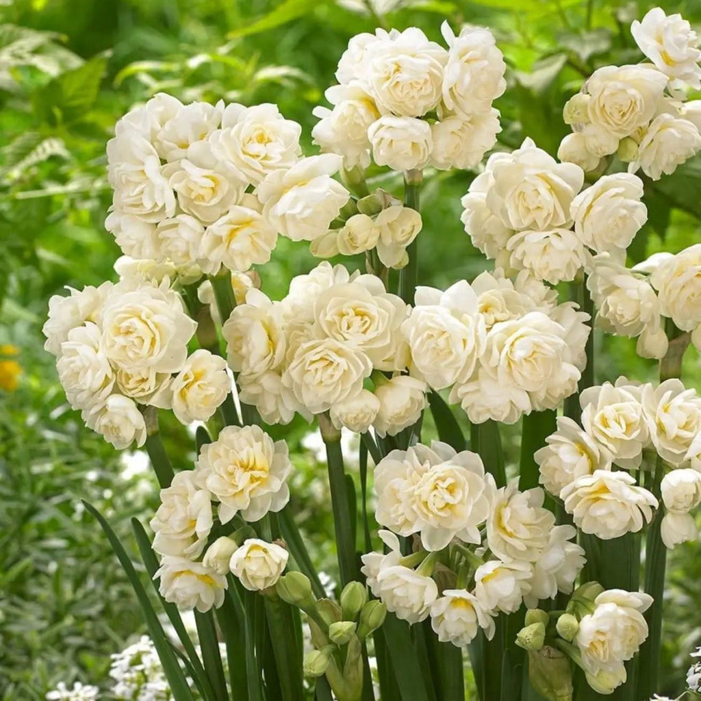 Nartsiss 'Erlicheer' – 10 sibulat pakis