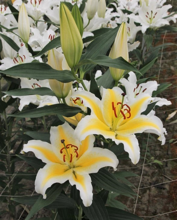 Nesso Yellow and White Oriental Lily Bulbs 16/18 - Pack of 5 | Spring 2027 Pre-order