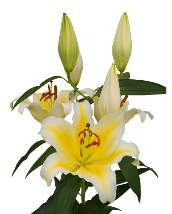 Nesso Yellow and White Oriental Lily Bulbs 16/18 - Pack of 5 | Spring 2027 Pre-order