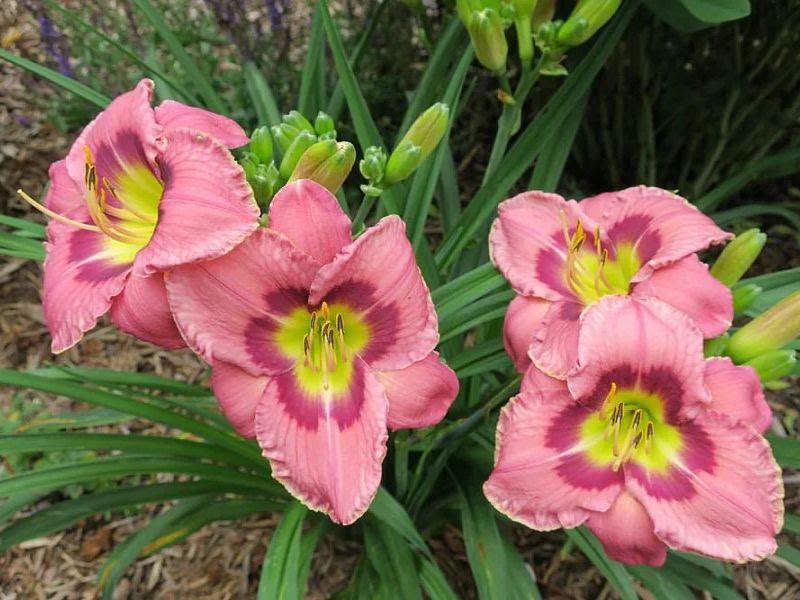 Daylily 'Always Liberty' (Pre-order)