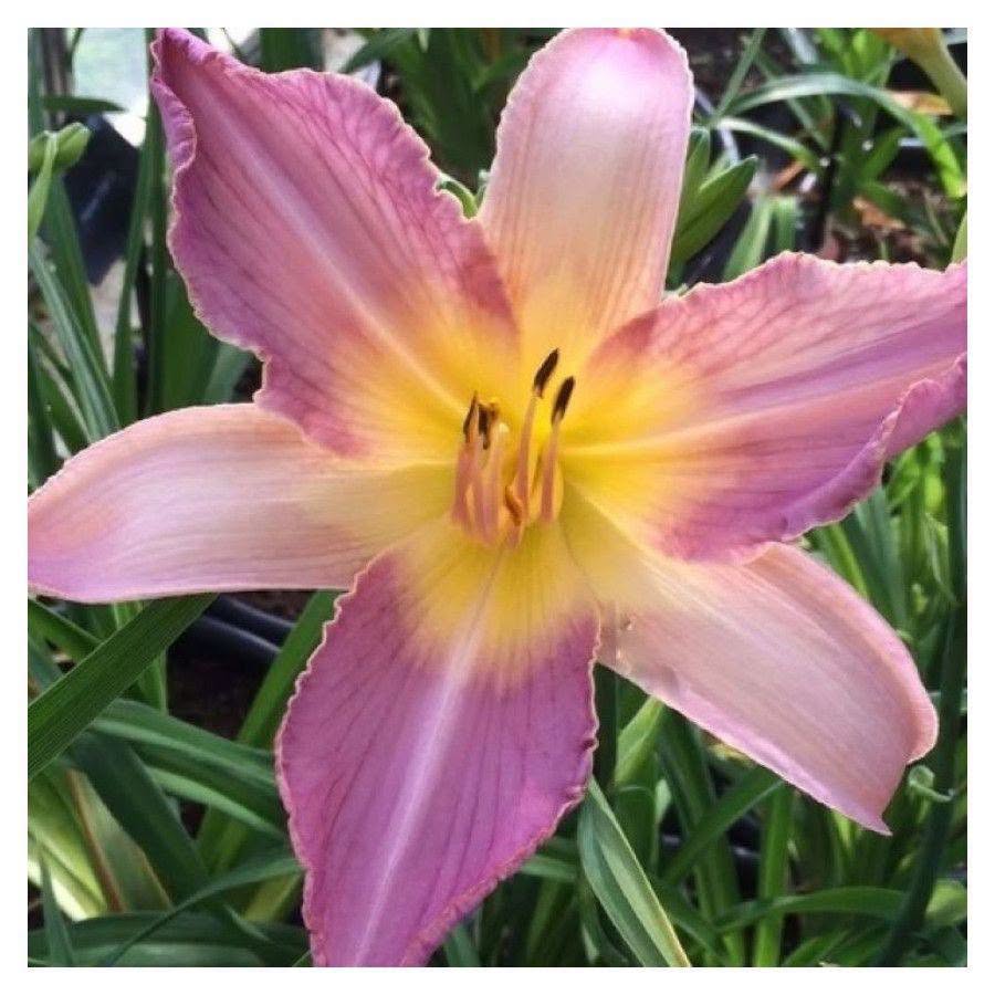 Daylily 'Calligraphy' (Pre-order)