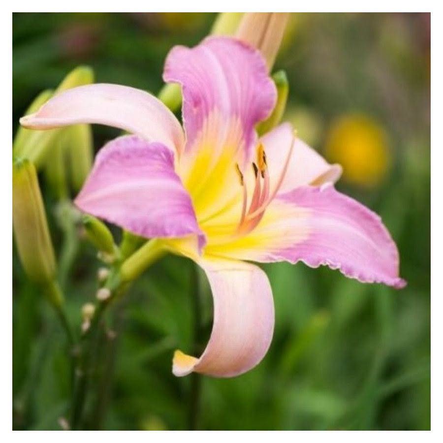 Daylily 'Calligraphy' (Pre-order)
