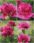 Paeonia 'Anemoniflora' – Varajane anemoonõieline kompaktne pojengi juur (Eelbroneering)