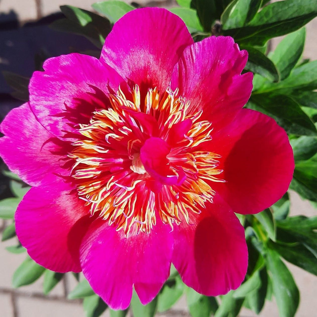 Paeonia 'Anemoniflora' – Varajane anemoonõieline kompaktne pojengi juur (Eelbroneering)