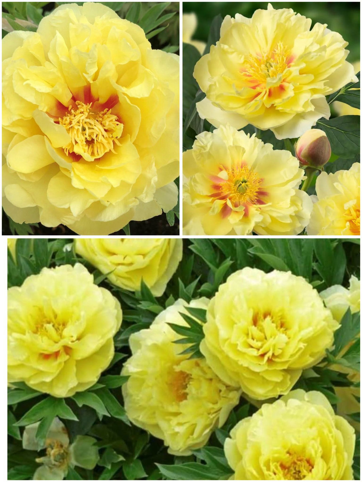 Paeonia Itoh 'Bartzella' – Haruldane kollane pooltäidisõieline Itoh-pojengi juur (Eeltellimine)