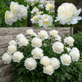 Paeonia 'Bridal Shower' – Elegant Full Double Peony Root (Pre-order)