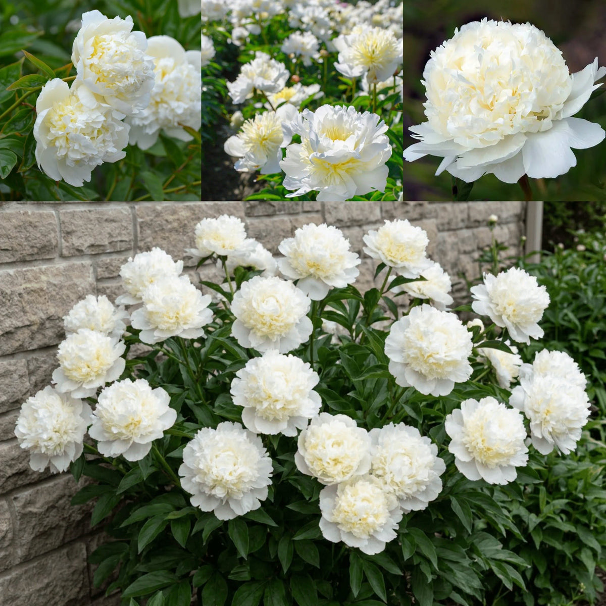Paeonia 'Bridal Shower' – Elegant Full Double Peony Root (Pre-order)